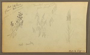 Dessin, croquis botaniques, maison ; croquis botaniques, 1857 - Frederic Edwin Church