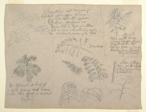 Dessin, études botaniques, vues du Rio Magdalena, Colombie, 1853 - Frederic Edwin Church