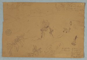Dessin. Croquis botaniques et de nuages près de Quito, Équateur