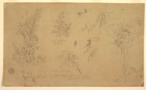 Dessin, Esquisses botaniques, " près de Jorje ", 23 juillet 1857