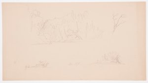 Dessin, Esquisses botaniques : arbre, arbres au bord de l