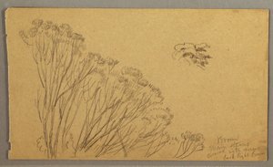 Dessin, arbres en forme de buisson, peut-être 1865-66 - Frederic Edwin Church