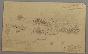 Dessin, Chameaux s