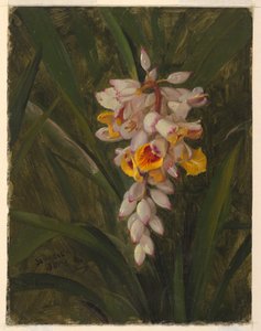 Dessin, "Cardamum", 1865