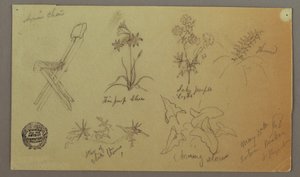 Dessin, études de chaises et de plantes, 15 mai 1868 - Frederic Edwin Church