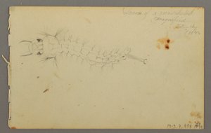 Dessin, étude de nuages, 1844