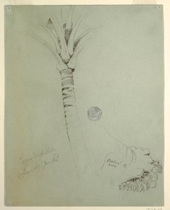 Dessin, cocotier, Jamaïque, juin 1865