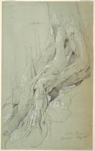 Dessin, racines de cotonnier poussant sur une pente, Jamaïque, mai 1865 - Frederic Edwin Church