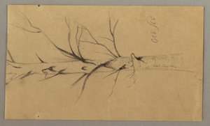 Dessin, Arbre mort, octobre 1865 - Frederic Edwin Church