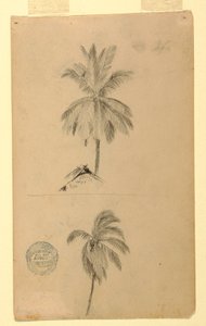 Dessin, Dessins.  Deux esquisses.  Palmiers, 1857 - Frederic Edwin Church