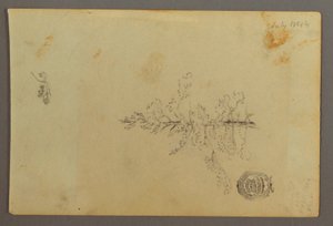 Dessin, arbre à feuilles persistantes, 1844 - Frederic Edwin Church