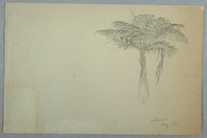 Dessin, étude sur les fougères, Jamaïque, août 1865