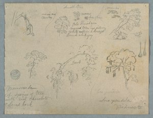 Dessin, Cinq études botaniques avec un singe suspendu, probablement Colombie, 1853 - Frederic Edwin Church