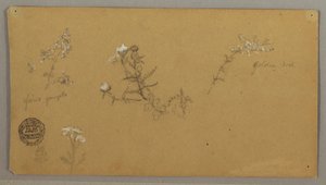 Dessin, plantes à fleurs, vers 1856 - Frederic Edwin Church
