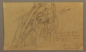 Dessin, racines suspendues, colline de Galleway, août 1865 - Frederic Edwin Church