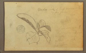 Dessin, feuilles, 1857