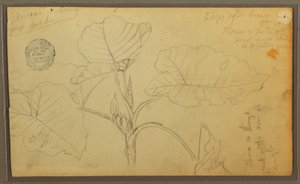 Dessin, feuilles, 1857 - Frederic Edwin Church