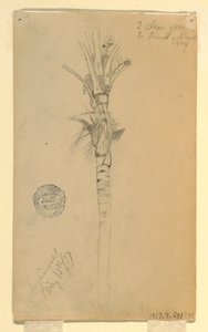 Dessin, feuilles et tige d