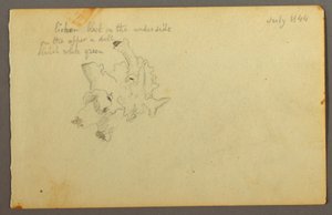 Dessin, lichen, 1844 - Frederic Edwin Church