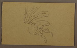 Dessin, plante de lys, 1865 - Frederic Edwin Church