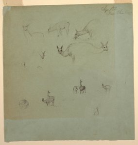 Dessin, lamas près de Chimborazo, Équateur, septembre 1853 - Frederic Edwin Church
