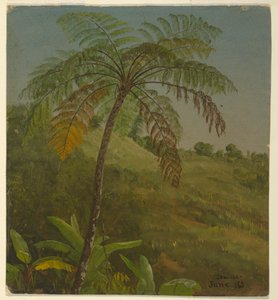 Dessin, palmier, Jamaïque, juin 1865
