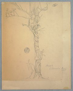 Dessin, plaie parasitaire autour d