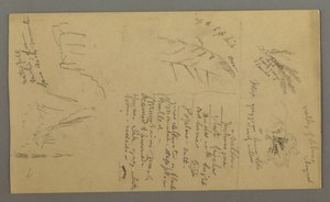 Dessin, Études de plantes, Notes sur les plantes, Cascade, 1868 - Frederic Edwin Church