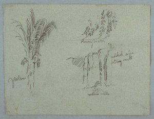 Dessin, Études de plantes du Rio Magdalena, Colombie, 1853, probablement mai - Frederic Edwin Church