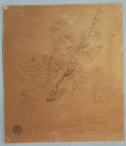 Dessin, Arbre rugueux à la Banque canadienne en bas des chutes du Niagara, septembre 1856