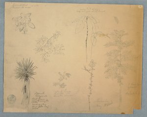 Dessin, baïonnette espagnole avec un arbre et cinq autres études de plantes, Jamaïque, mai 1865 - Frederic Edwin Church