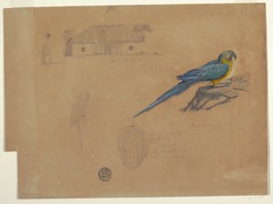 Dessin, Études de Guaccamaya, Bogota, Colombie, juin-juillet 1853 - Frederic Edwin Church
