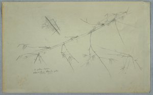 Dessin, étude de bambou, Jamaïque, mai-août 1865 - Frederic Edwin Church