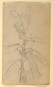 Dessin, étude d