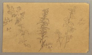 Dessin, Trois études de plantes, octobre 1865 - Frederic Edwin Church