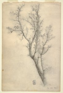 Dessin, Arbre aux nombreuses branches, juillet 1844 - Frederic Edwin Church