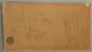 Dessin, Arbres et plantes, Elecampene, septembre 1856 - Frederic Edwin Church