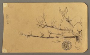 Dessin, Arbres, rochers, 1878 - Frederic Edwin Church