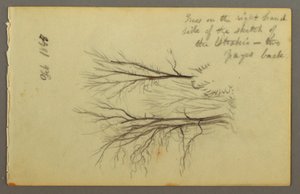Dessin, Arbres près de l