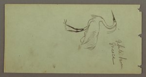 Dessin, Héron blanc, peut-être 1869 - Frederic Edwin Church