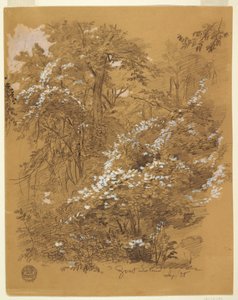 Dessin, scène de forêt, île Goat, rivière Niagara, New York, septembre 1858 - Frederic Edwin Church