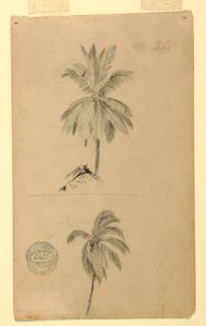 Dessins. Deux croquis. Palmiers. - Frederic Edwin Church