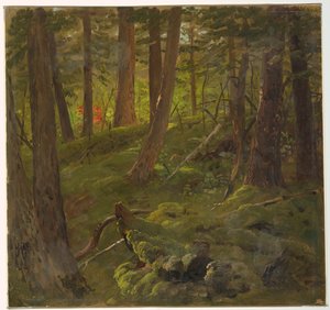 Forêt en Jamaïque