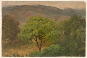Arbre de genip dans les montagnes, Jamaïque - Frederic Edwin Church