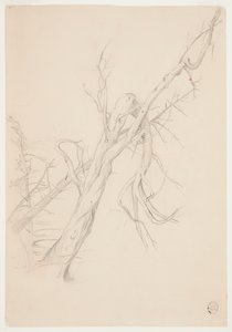 Arbre mort noueux - Frederic Edwin Church