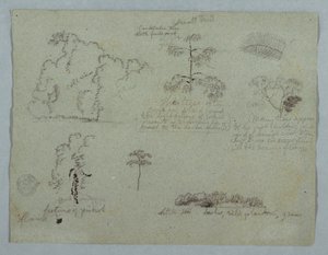 Études de la nature incluant un arbre candélabre avec un paresseux, Rio Magdalena, Colombie