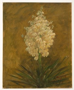 Plante de pingouin - Frederic Edwin Church