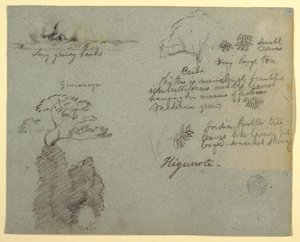 Rive et croquis botaniques de Higuerote, Équateur