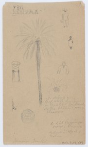 Esquisses de la Jamaïque, Antilles