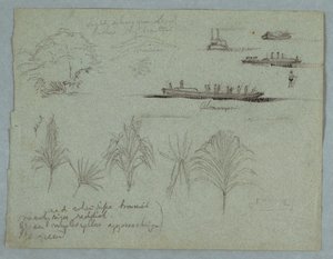 Croquis du Rio Magdalena, Colombie : Plantes, vapeur et un champan